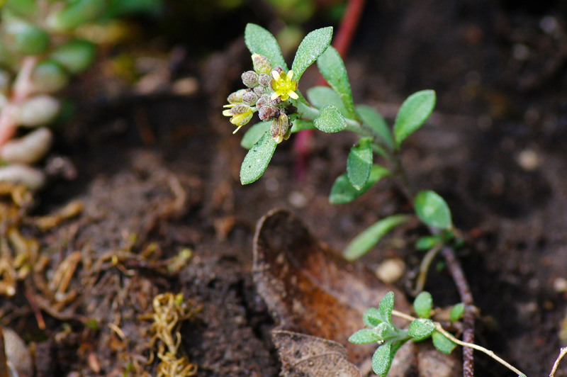 Minuscola pianta da determinare - Alyssum sp.